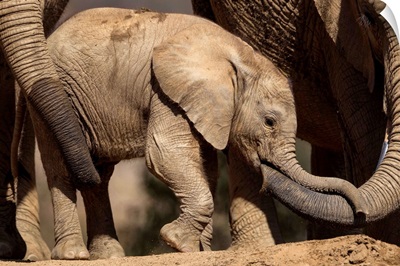 African Elephant females tending to calf, native to Africa