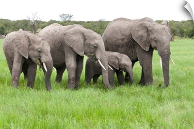 African Elephant group grazing, Ol Pejeta Conservancy, Kenya