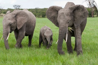 African Elephant group grazing, Ol Pejeta Conservancy, Kenya