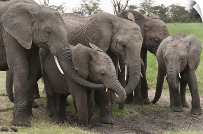 African Elephant herd grazing, Ol Pejeta Conservancy, Kenya