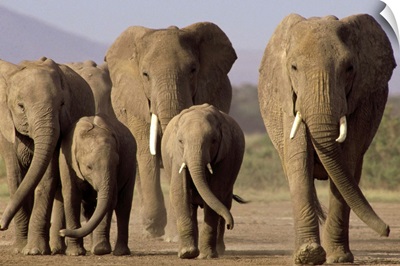 African Elephant herd with calves, Amboseli National Park, Kenya
