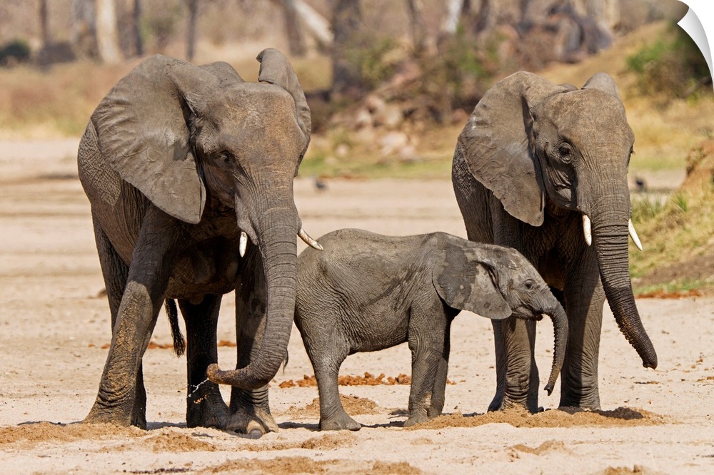 African Elephant juveniles and calf drinking from holes, Ruaha National Park, Tanzania