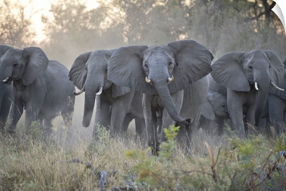 African ElephantLoxodonta africanaUpset herd gathered together after smelling blood from wild dog killOkavango, Botswana