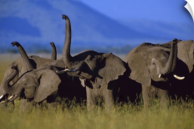 African Elephant (Loxodonta africana) herd sniffing the air, Kenya