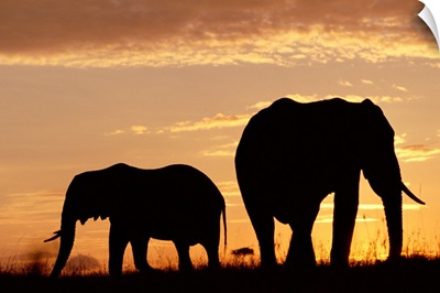 African Elephant (Loxodonta africana) mother and calf silhouetted at sunset, Kenya