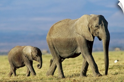 African Elephant (Loxodonta africana) mother leading calf, Kenya