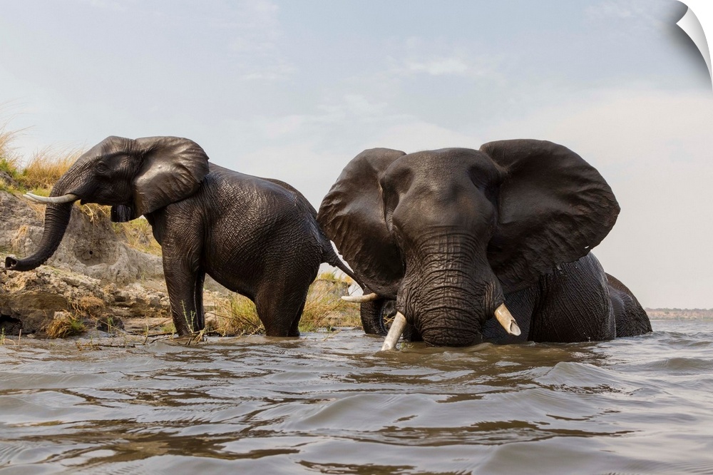 African Elephant (Loxodonta africana) pair in river, Chobe River, Botswana.