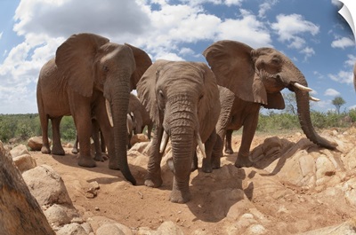 African Elephant trio, Mpala Research Centre, Kenya