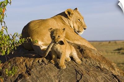 African Lion cub playing with its mother's tail, vulnerable, Masai Mara National Reserve