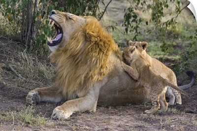 African Lion cubs playing with adult male, Kenya