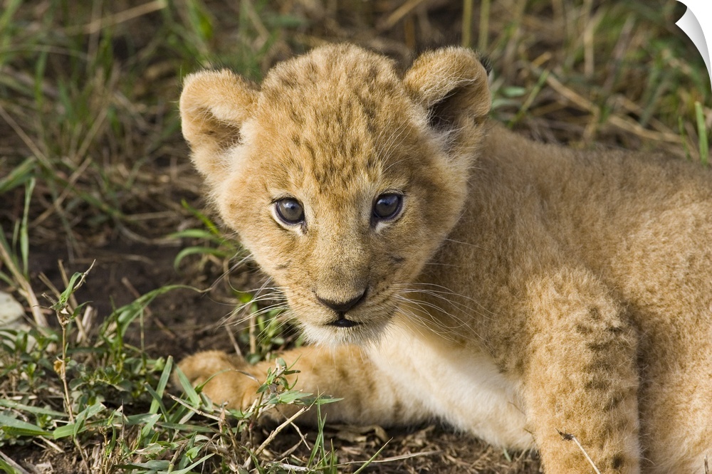 African Lion (Panthera leo) five week old cub, vulnerable, Masai Mara National Reserve, Kenya
