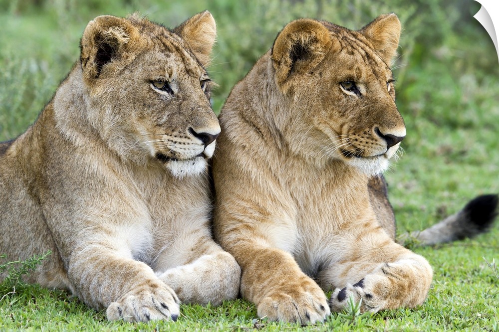 African Lion (Panthera leo) juvenile males, Serengeti National Park, Tanzania.