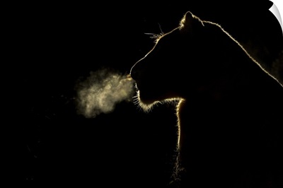 African Lion lioness breathing at night, Sabi Sands Game Reserve, South Africa