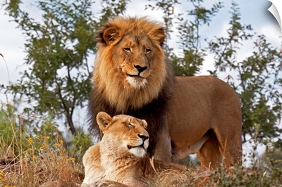 African Lion male and female, Botswana