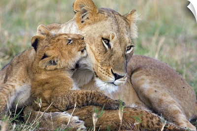 African Lion mother and young cubs
