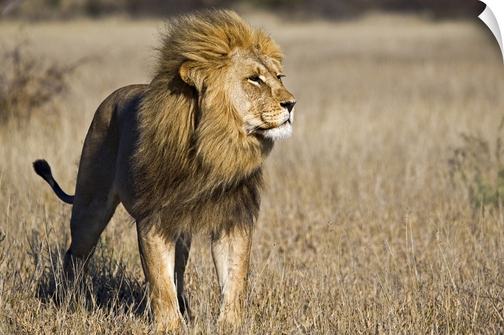 Large canvas photo of a lion standing in a field in Africa looking to the right.
