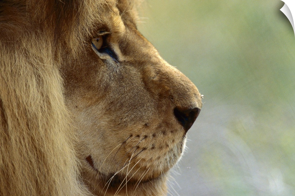 African Lion (Panthera leo) male portrait