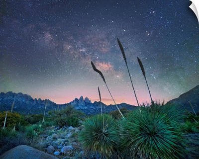 Agave At Night, Organ Mountains-Desert Peaks NM, New Mexico