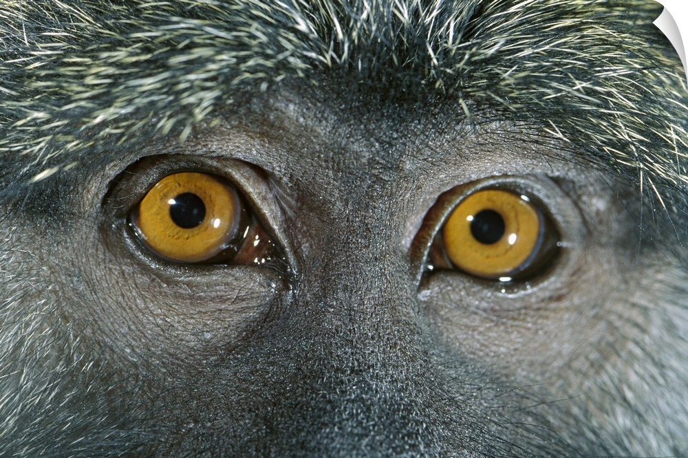 Allen's Swamp Monkey (Allenopithecus nigroviridis) detail of eyes, native to Africa