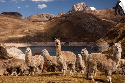 Alpaca group above Laguna Viconga, Cordillera Huayhuash, Andes, Peru