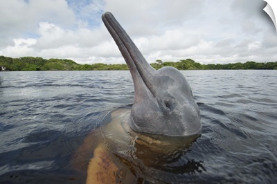 Amazon River Dolphin spy-hopping, Rio Negro, Brazil