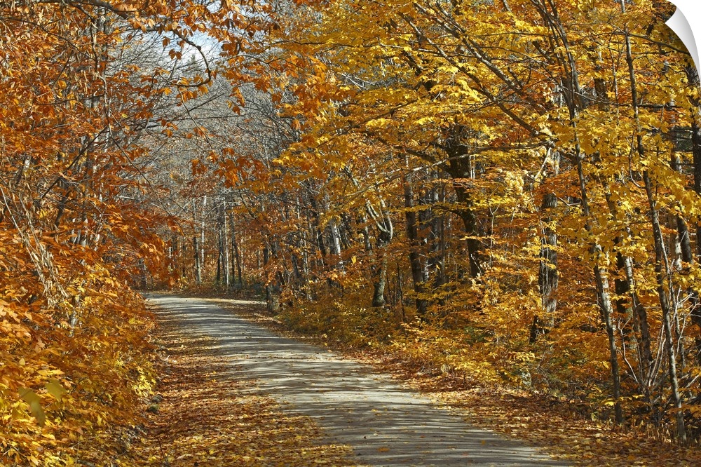 American beech Fagus grandifolia along road Baxter State Park, Maine in autumn