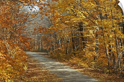 American Beech trees along road in autumn, Baxter State Park, Maine