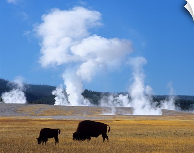 American Bison Grazing Near Fountain Paint Pot, Yellowstone National Park, Wyoming