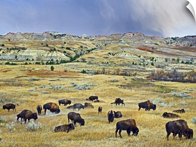American Bison herd grazing on shortgrass praire near Scoria Point