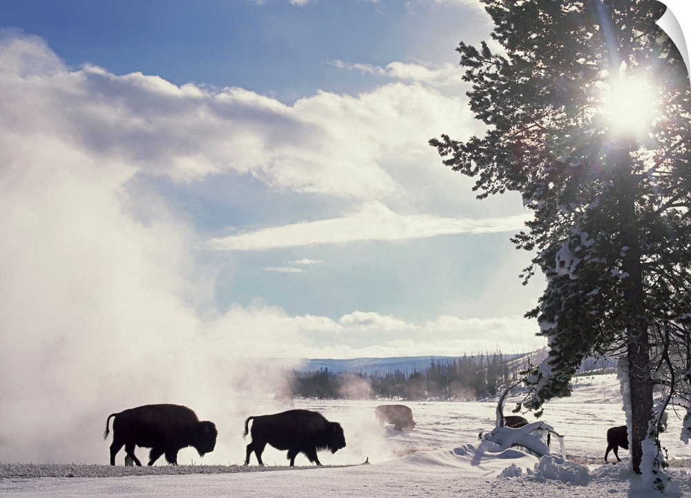 Horizontal, oversized photograph of a group of American bison stirring up a white cloud on a snow covered landscape in Yel...