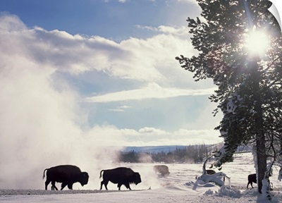 American Bison in winter Yellowstone National Park Wyoming