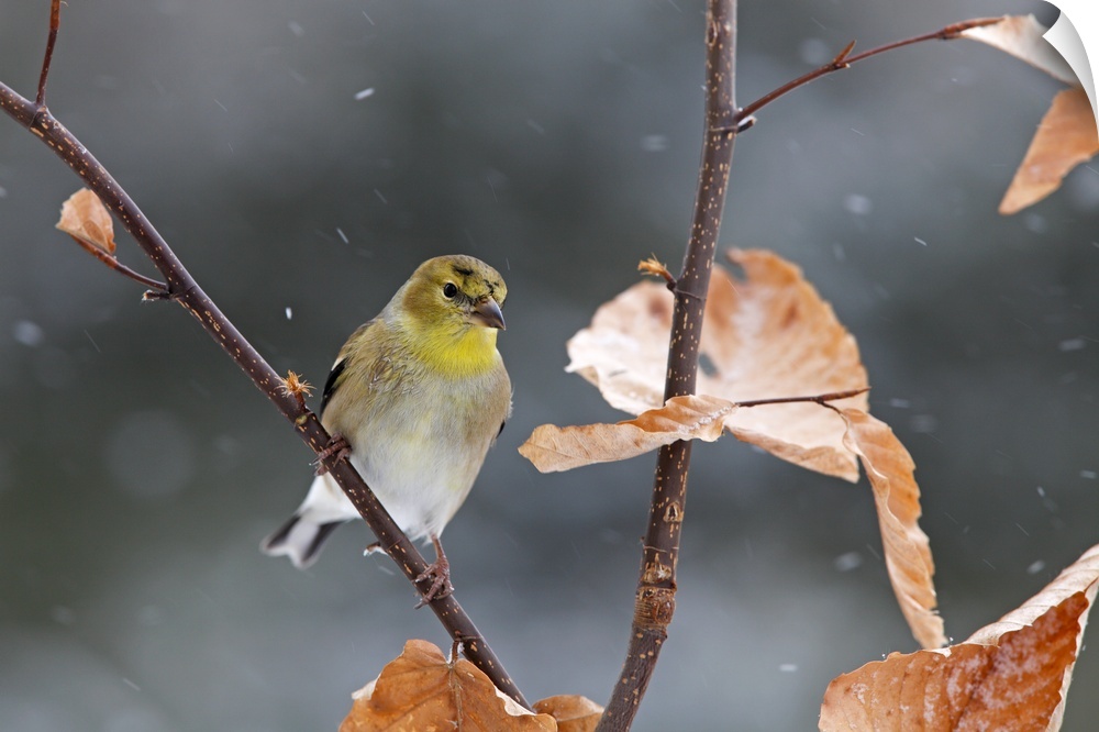 american goldfinch in snow