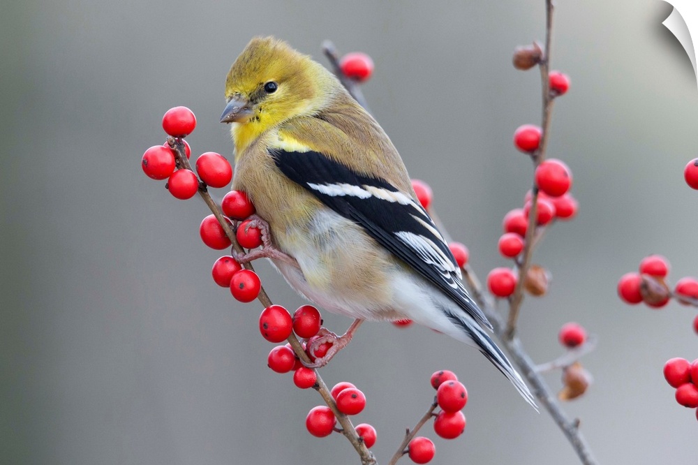 American Goldfinch (Carduelis tristis) in winter with berries, Maine.