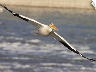 American White Pelican (Pelecanus erythrorhynchos) flying, Lockport, Manitoba, Canada