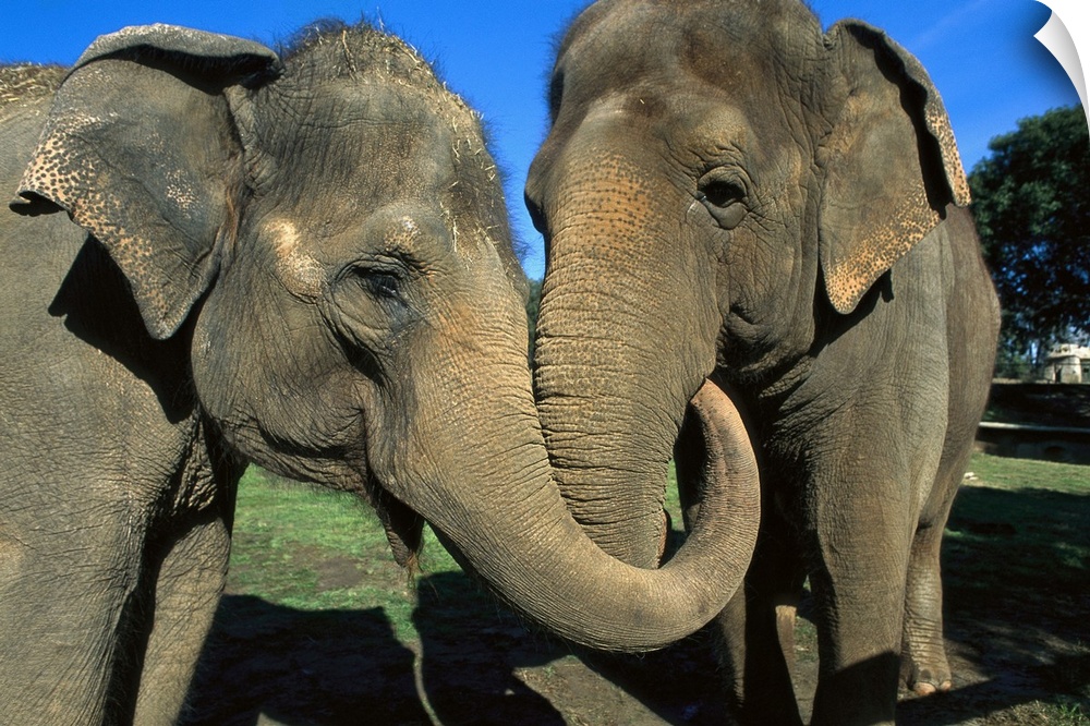 Asian Elephant (Elephas maximus) pair with entwined trunks, native to India, Asia, Thailand and Laos