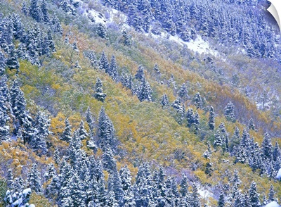 Aspen and Spruce trees dusted with snow, Rocky Mountain National Park, Colorado