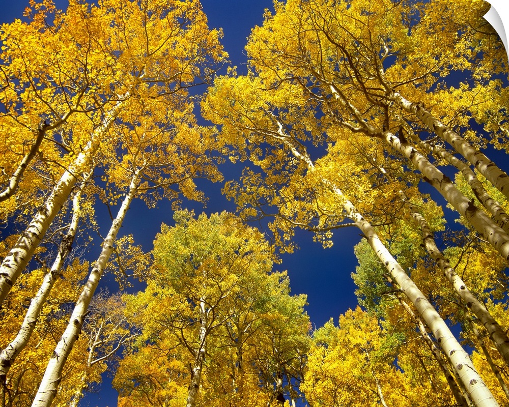 Landscape photograph taken from a low angle of tall aspen (Populus tremuloides) grove trees with golden autumn foliage,  i...