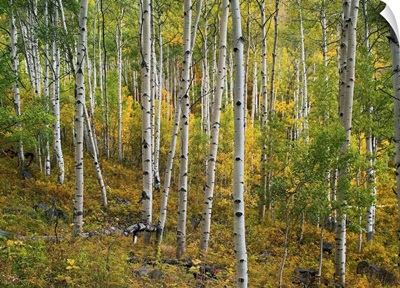 Aspen (Populus tremuloides) forest, Colorado