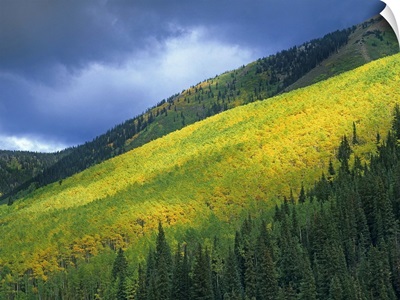 Aspen (Populus tremuloides) forest, Maroon Bells, Snowmass Wilderness, Colorado