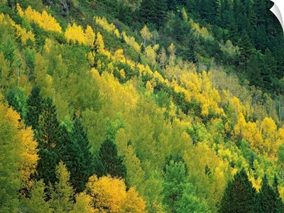 Aspen (Populus tremuloides) grove in fall colors, Gunnison National Forest, Colorado