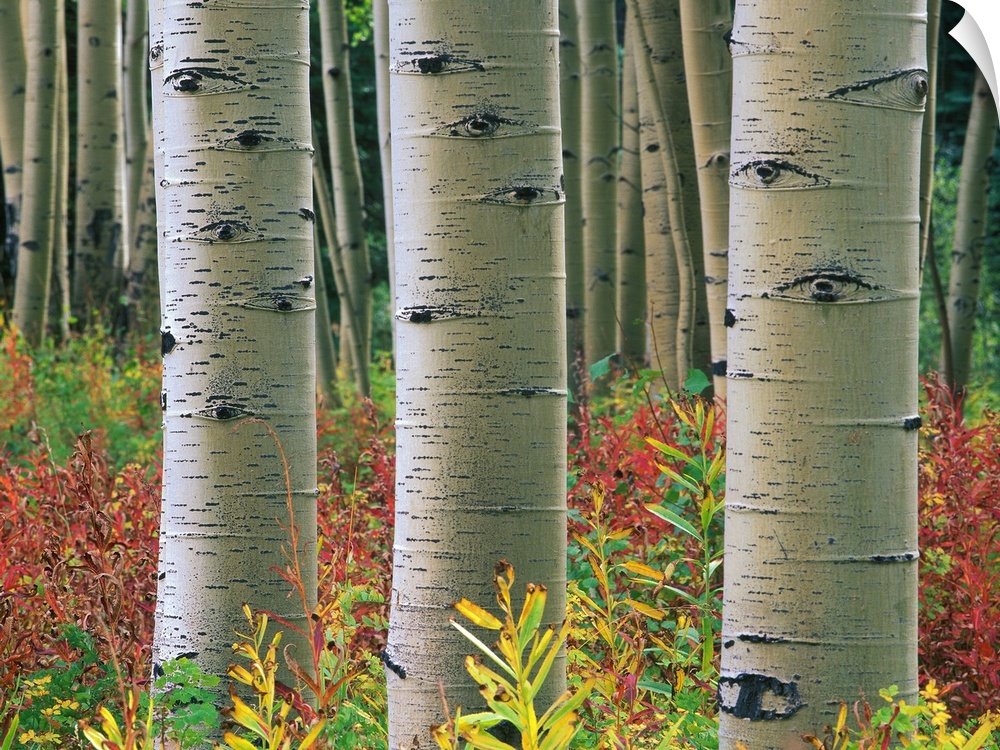 Aspen (Populus tremuloides) trunks, Colorado