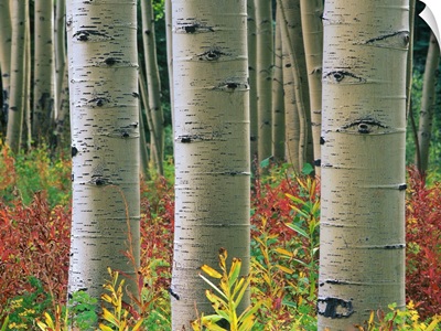 Aspen (Populus tremuloides) trunks, Colorado