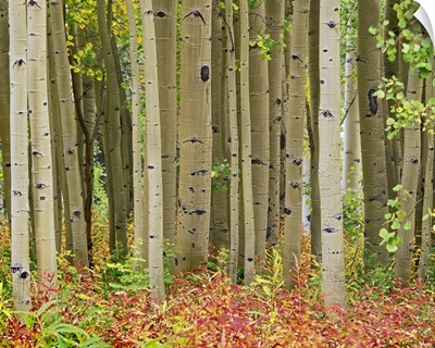 Aspen trees and Fireweed, Collegiate Peaks Wilderness Area, Colorado