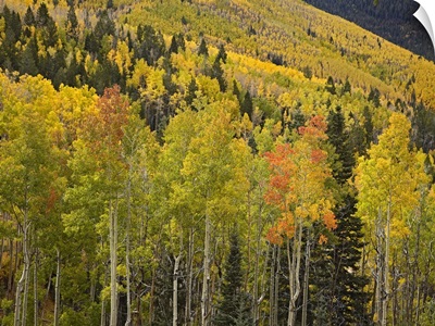 Aspen trees in autumn, Santa Fe National Forest near Santa Fe, New Mexico
