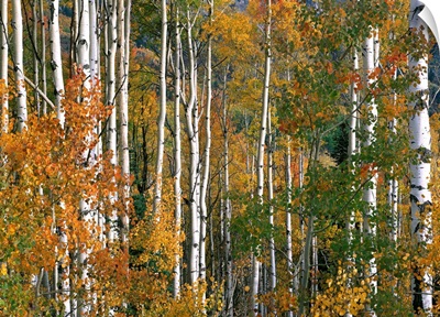 Aspen trees in fall colors, Lost Lake, Gunnison National Forest, Colorado