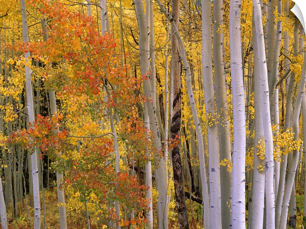 Large photo of the colorful fall leaves in the forest at Independence Pass, Colorado.