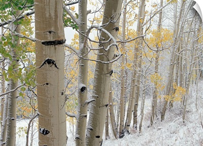 Aspens (Populus tremuloides) with snow, Gunnison National Forest, Colorado
