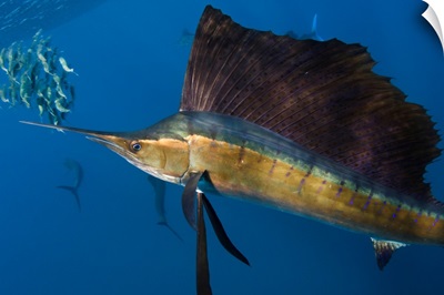 Atlantic Sailfish Feeding