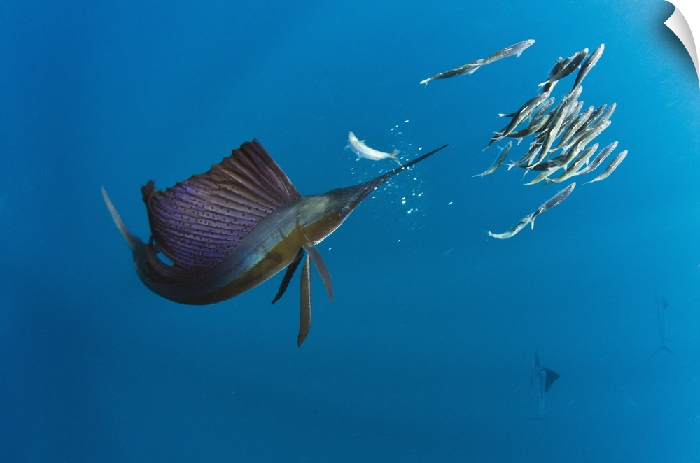 Atlantic Sailfish (Istiophorus albicans) hunting SardinesIsla MujeresMEXICORANGE: Atlantic Oceans
