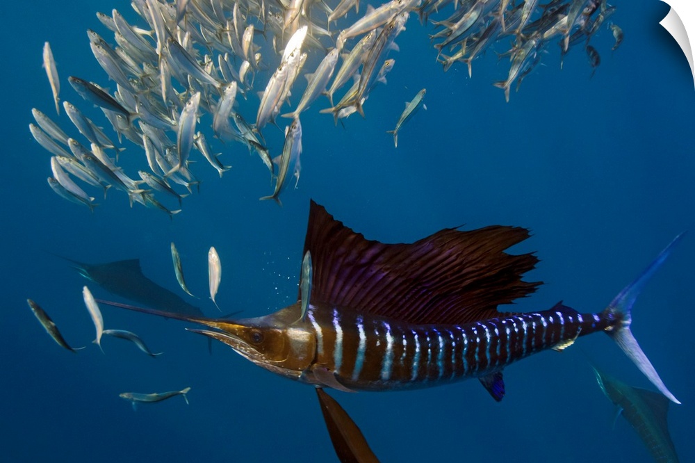 An underwater photograph taken of an Atlantic Sailfish hunting a school of much smaller fish.